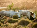 Twee witte paarden die grazen in een veld met hoog, goudkleurig gras.