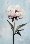 Schilderij van een witte pioenroos