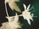 Wazige macrofoto van een witte bloem met puntige kroonblaadjes tegen een donkergroene achtergrond