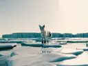 Witte vos op ijsschotsen in een poollandschap