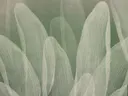 Macro-opname van meerdere lichte, doorschijnende bloembladeren tegen een groenige achtergrond.
