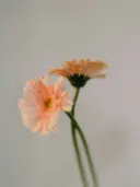 Twee onscherp gefotografeerde perzikkleurige gerbera's op lange stelen tegen een lichte achtergrond.
