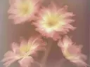 Dahlia
