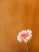 Eén zachtroze gerbera op een lange steel tegen een okerkleurige achtergrond.