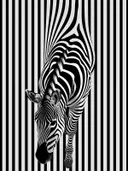 Zebra die opgaat in gestreepte achtergrond