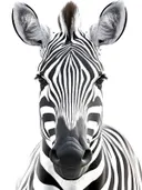 Close-up schilderij van een zebra