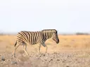 Zebra loopt door droog grasland op de savanne.