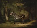 Zebra van George Stubbs: dieren met zebra, bos, bomen en strepen, in donkergroen met wit en zwart