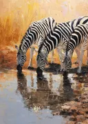 Drie zebra's die water drinken bij een poel