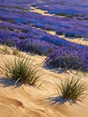 Duinzand in magenta, schilderij