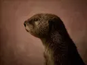 Studioportret van Zeeotter en profil, tegen een geschilderd doek in oudroze