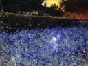 Zomerweelde van Jacobus van Looy: bloemen met tuin, blauwe bloemen, bomen en avond, in diep blauw op donkergroen