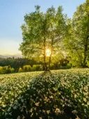 Zonneflare achter een berkenboom boven een veld met witte narcissen.