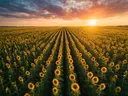 Landschapsfoto van zonnebloem bij het gouden uur