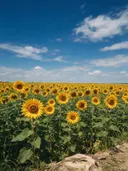 Landschapsfoto van zonnebloem bij volle zon, met een hagedis