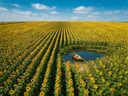 Landschapsfoto van zonnebloem bij volle zon, met een roeibootje