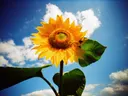 Zonnebloem in bloei tegen een blauwe lucht met wolken.