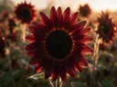 Macrofotografie van dauwdruppels op zonnebloem, gouden gloed, diep bordeauxrood
