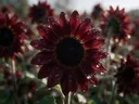 Macrofotografie van dauwdruppels op zonnebloem, regenboogglans, diep bordeauxrood