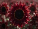 Macrofotografie van dauwdruppels op zonnebloem, regenboogglans, diep bordeauxrood