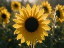 Macrofotografie van dauwdruppels op zonnebloem, sterrenglans, klassiek goudgeel