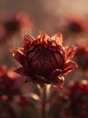 Fotografie van zonnebloem in het gouden uur, diep bordeauxrood