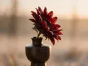 Fotografie van zonnebloem in het gouden uur, diep bordeauxrood