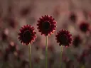 Fotografie van zonnebloem in het gouden uur, diep bordeauxrood