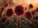 Fotografie van zonnebloem in het gouden uur, diep bordeauxrood