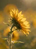 Fotografie van zonnebloem in het gouden uur, klassiek goudgeel