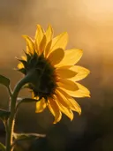 Fotografie van zonnebloem in het gouden uur, klassiek goudgeel