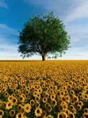Veld vol zonnebloemen met een enkele boom aan de horizon