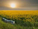 Een groot veld zonnebloemen met houten bijenkorven op de voorgrond en de zon laag aan de hemel.