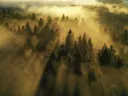 Luchtfoto van een bos met mist en doorbrekende zonnestralen.