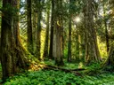 Zonlicht dat door de bomen van een dicht bos schijnt