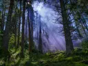 Zonnestralen die door de bomen van een mistig bos vallen boven een mosbegroeide bodem