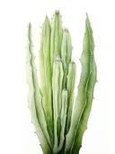 Botanische illustratie van een hoge zuilvormige cactus op witte achtergrond.