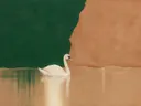 Schilderij van zwaan in dennengroen en klei, in vlakke kleurvlakken