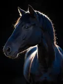 Studiofoto van zwart paard in tegenlicht, tegen een achtergrond in diepzwart