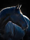 Studiofoto van zwart paard in vol profiel, tegen een achtergrond in diepzwart