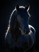 Studiofoto van zwart paard met de kop hoog, tegen een achtergrond in diepzwart