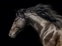 Zwart paard in profiel met wapperende manen