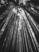 Zwart-witfoto van hoge dennenbomen gefotografeerd van onderaf, met de kruinen die samenkomen tegen de lucht.
