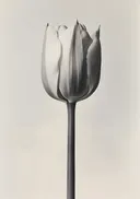 Zwart-wit schilderij van een tulp