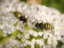 Twee zweefvliegen op de witte bloemschermen van een schermbloemige plant