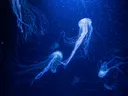 Meerdere kwallen die zweven in donkerblauw water