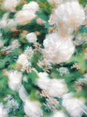 Wazige opname van witte bloesems tussen groen blad