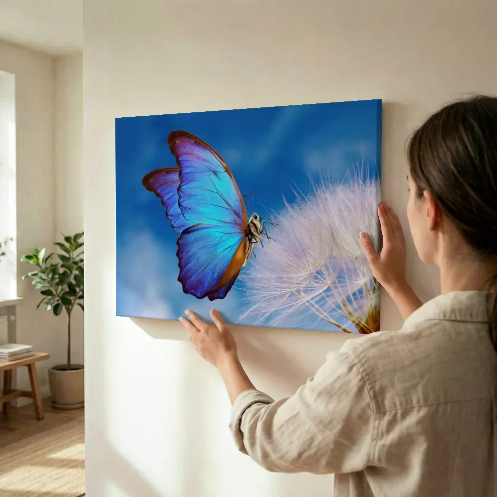 Sfeerimpressie: Blauwe morphovlinder op paardenbloem terwijl het wordt opgehangen