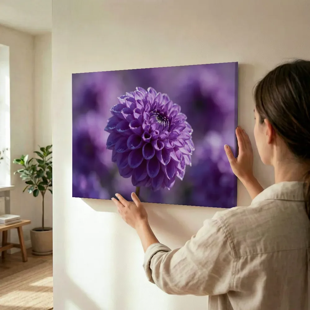 Sfeerimpressie: Dahlia in volle zon, paars 3 terwijl het wordt opgehangen