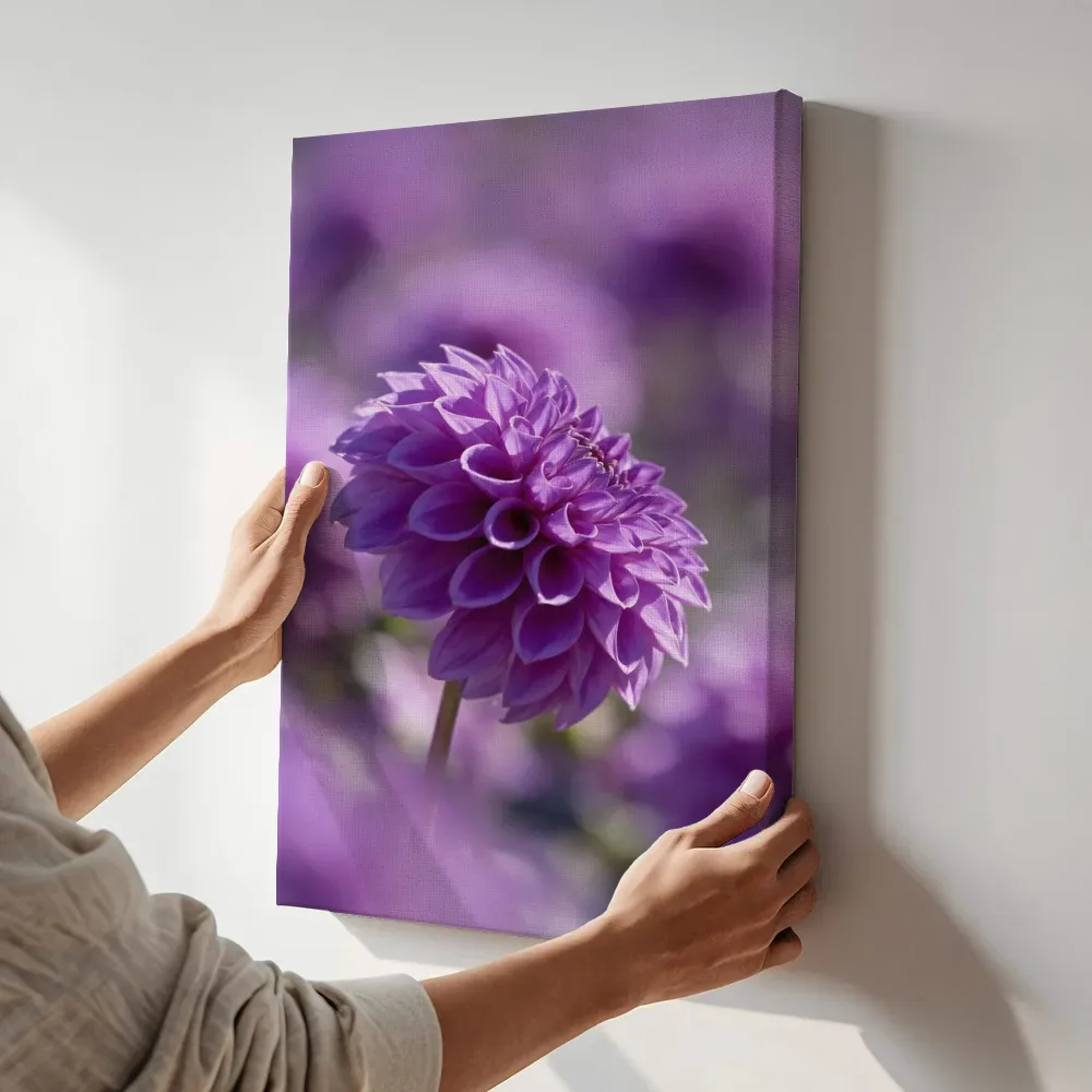 Sfeerimpressie: Dahlia in volle zon, paars terwijl het aan de muur wordt gehangen